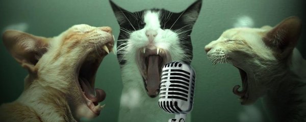 Поющие коты