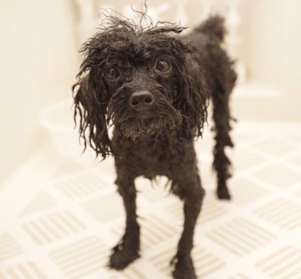 Страшный пудель