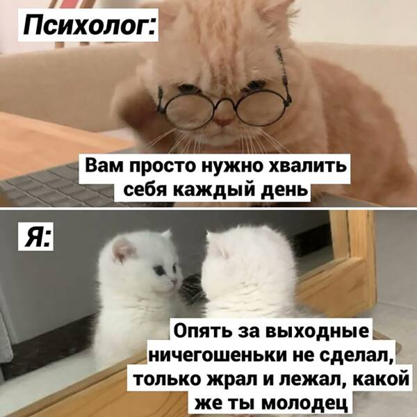 Новый Мем с котом