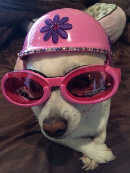 Чихуахуа в очках