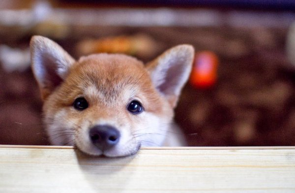 Милый сиба ину