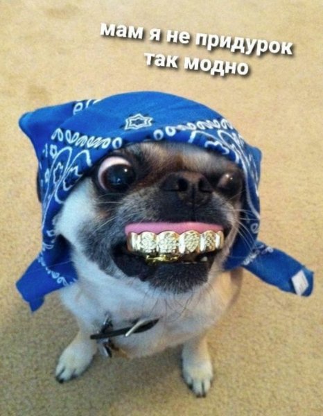 Животные в бандане