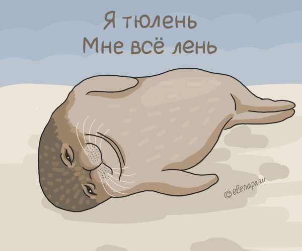 Смешной тюлень