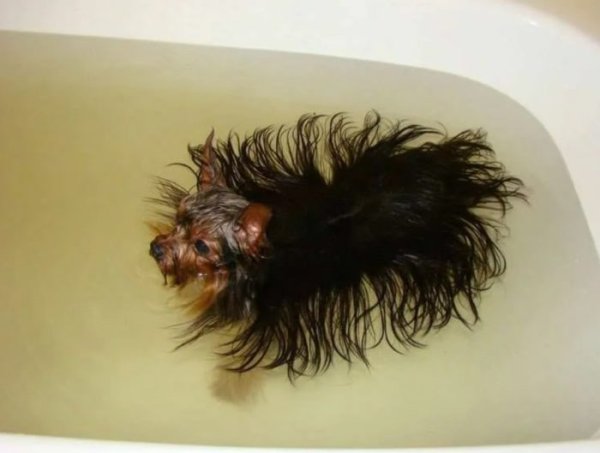 Заросший Йорк