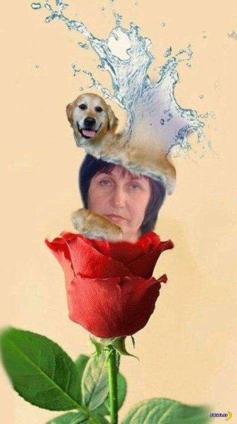 Собака с цветком в зубах Мем