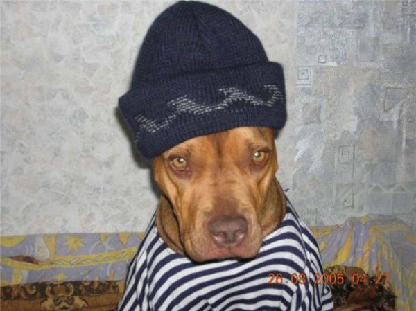 Собака в костюме гопника