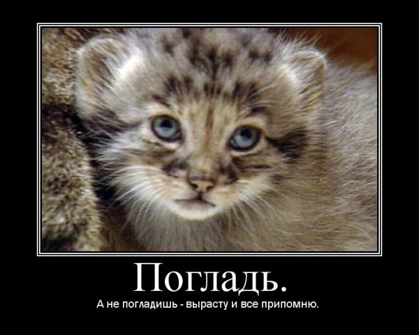 Погладь кота