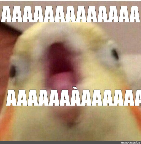 Орущий попугай Мем