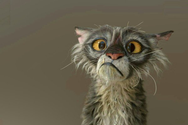 Смешной взъерошенный кот