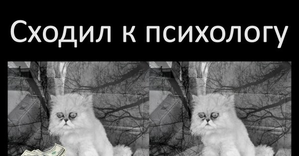 Котик психолог картинки