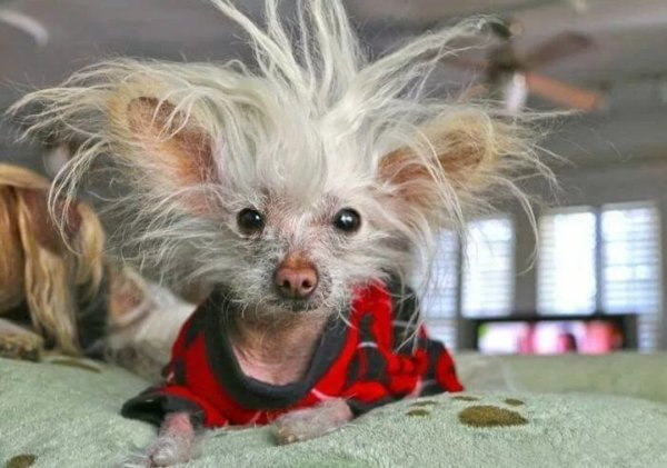 Маленькая лохматая собачка