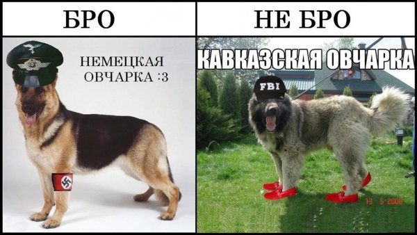 Немецкая овчарка Мем