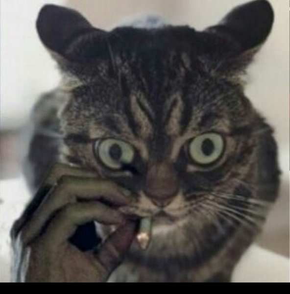 Нервный кот