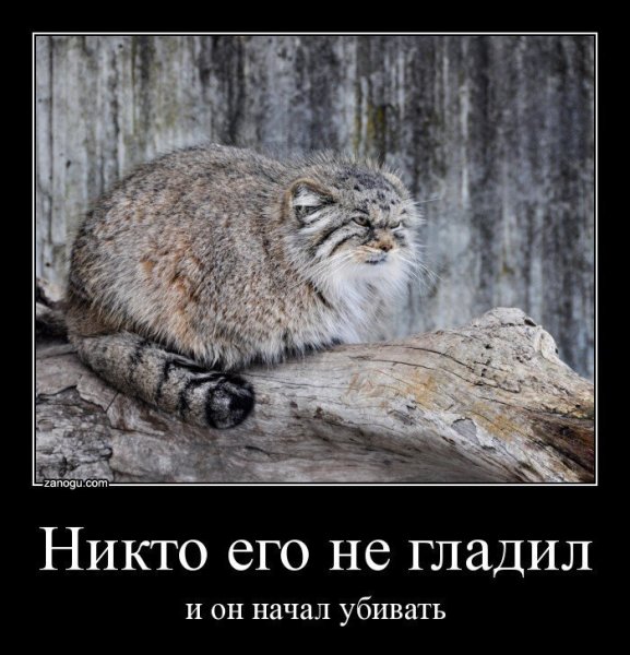 Манул демотиватор