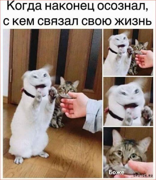 Смешные мемы про животных