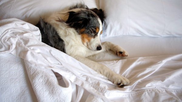 Собачка спит