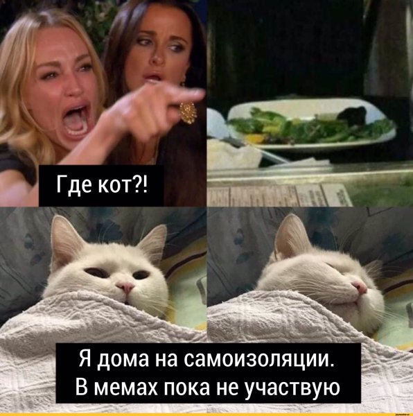 Кот Мем