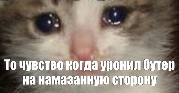 Грустный кот со слезами