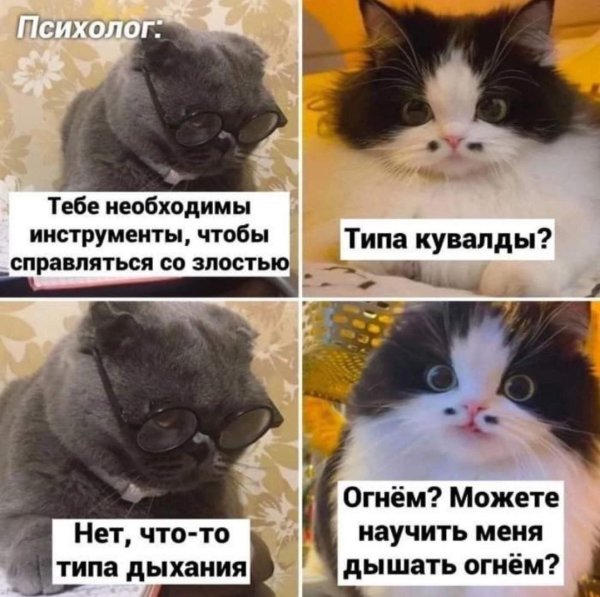 Кот психолог