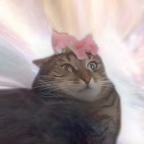 Петунии кот