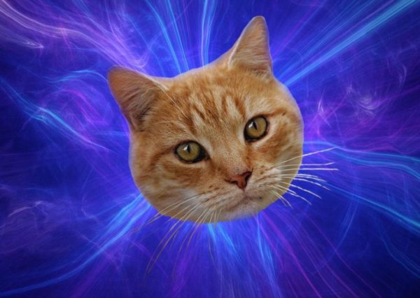 Мемы про котов