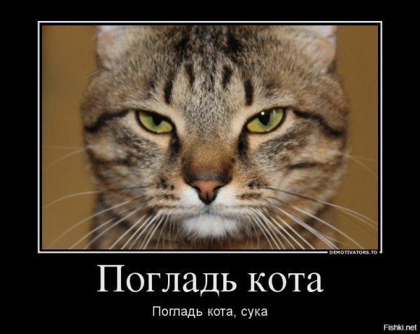 Погладь кота сцуко демотиватор