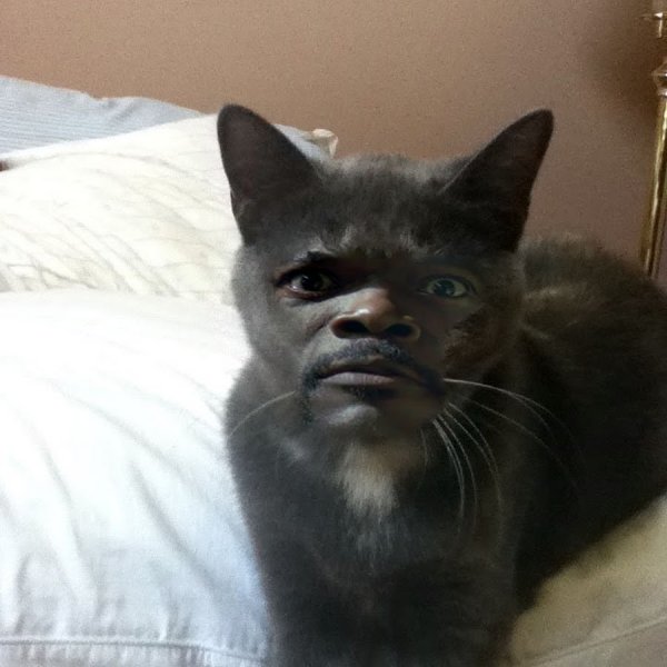 Черный кот негр