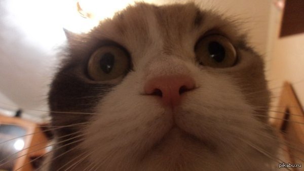 Упоротый кот Мем