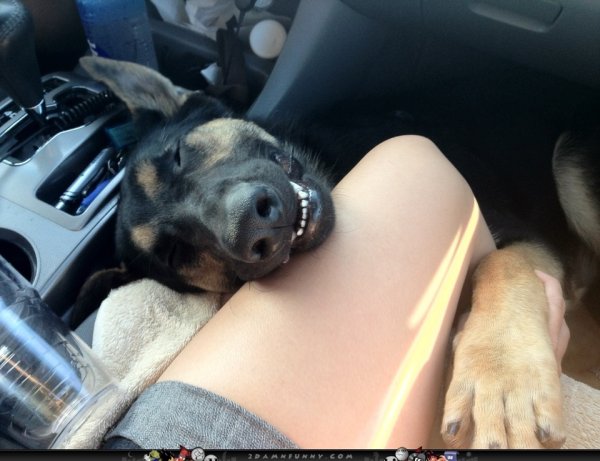 Немецкая овчарка в машине