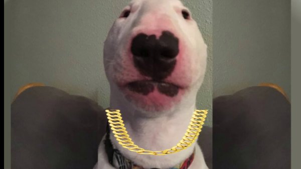 Лицо собаки