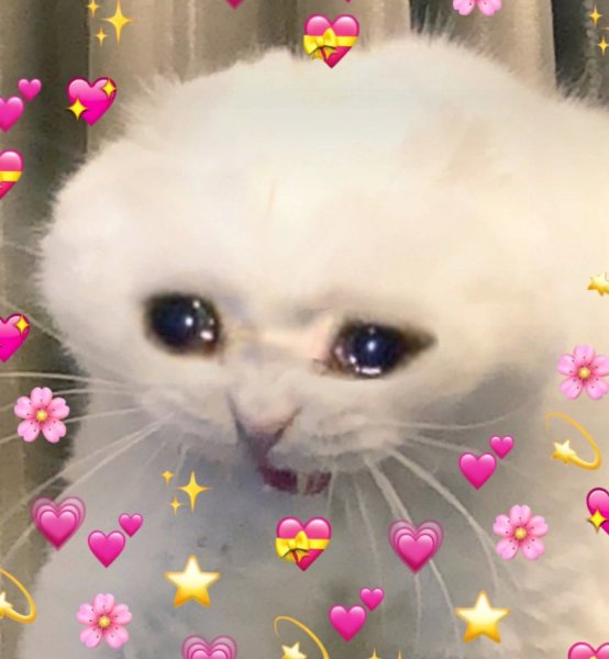 Плачущий котенок