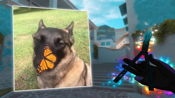 Собака с бабочкой на носу