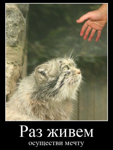 Погладь манула