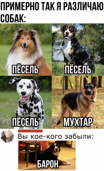 Пес Мем