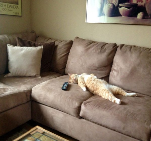 Коты на диване