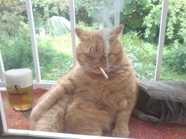 Рыжий кот с сигаретой