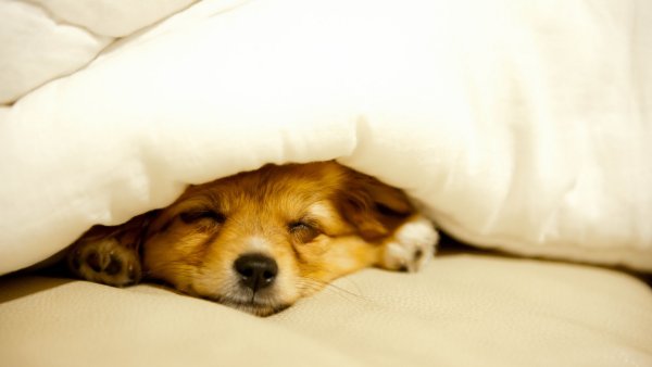 Собачка под одеялом