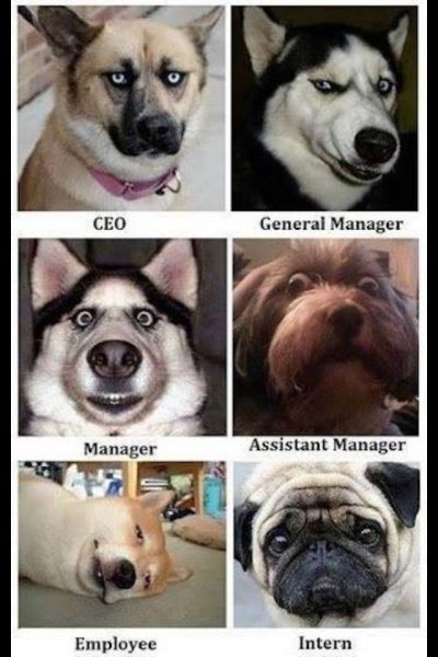 Смешные собаки мемы