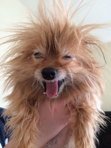 Смешные собаки