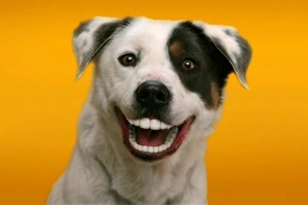 Порода собаки из рекламы Педигри