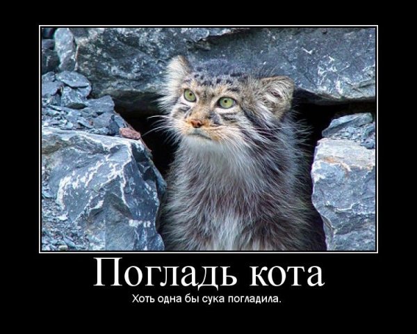 Манул погладь кота