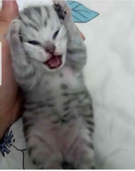 Кот закрывает уши