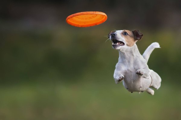 Джек-Рассел-терьер фото