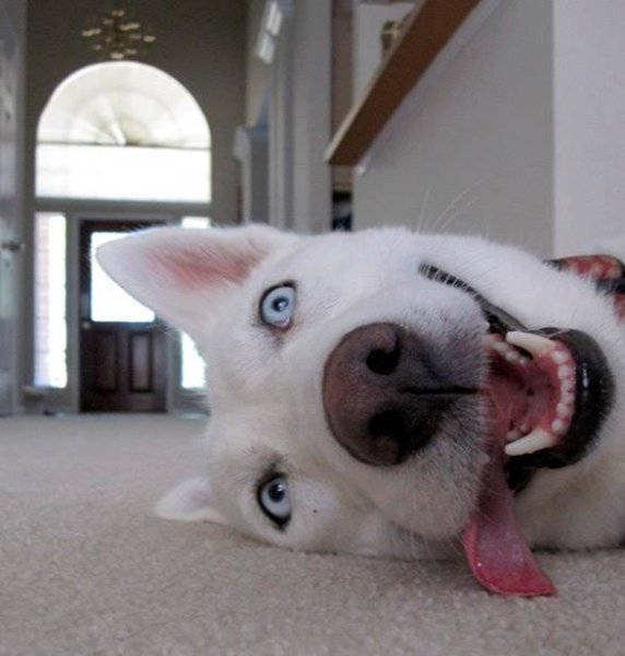 Собака с высунутым языком