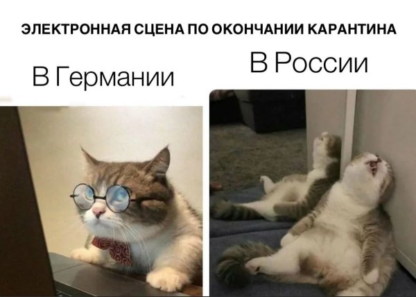 Мемы про котов