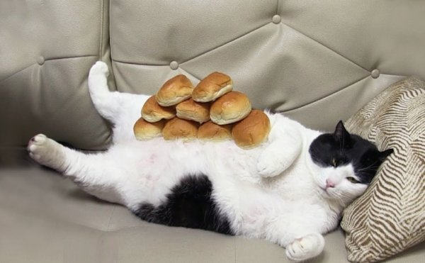 Обожравшийся кот