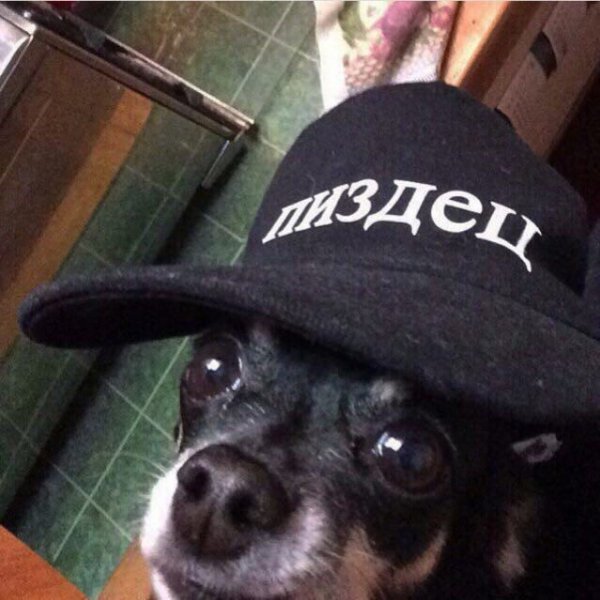 Собака в кепке Мем