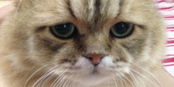 Котик со слезами