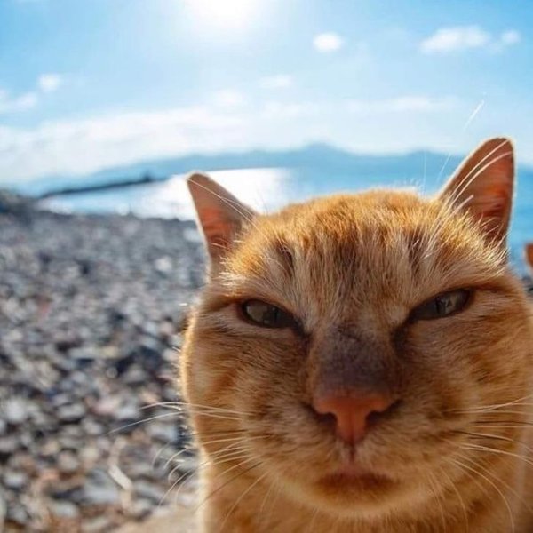 Кот селфи
