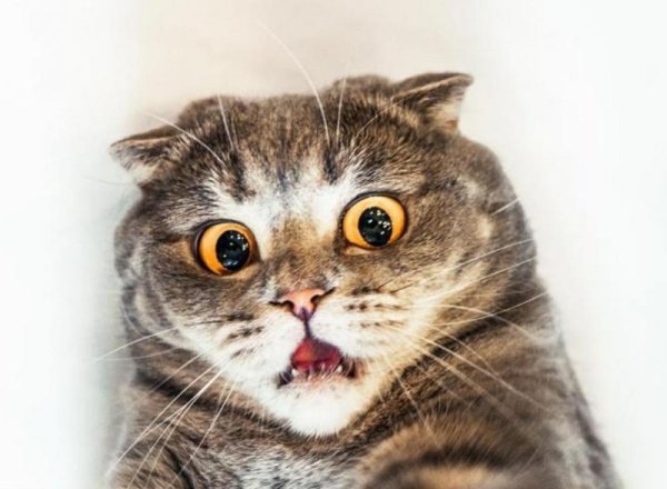 Кот в шоке